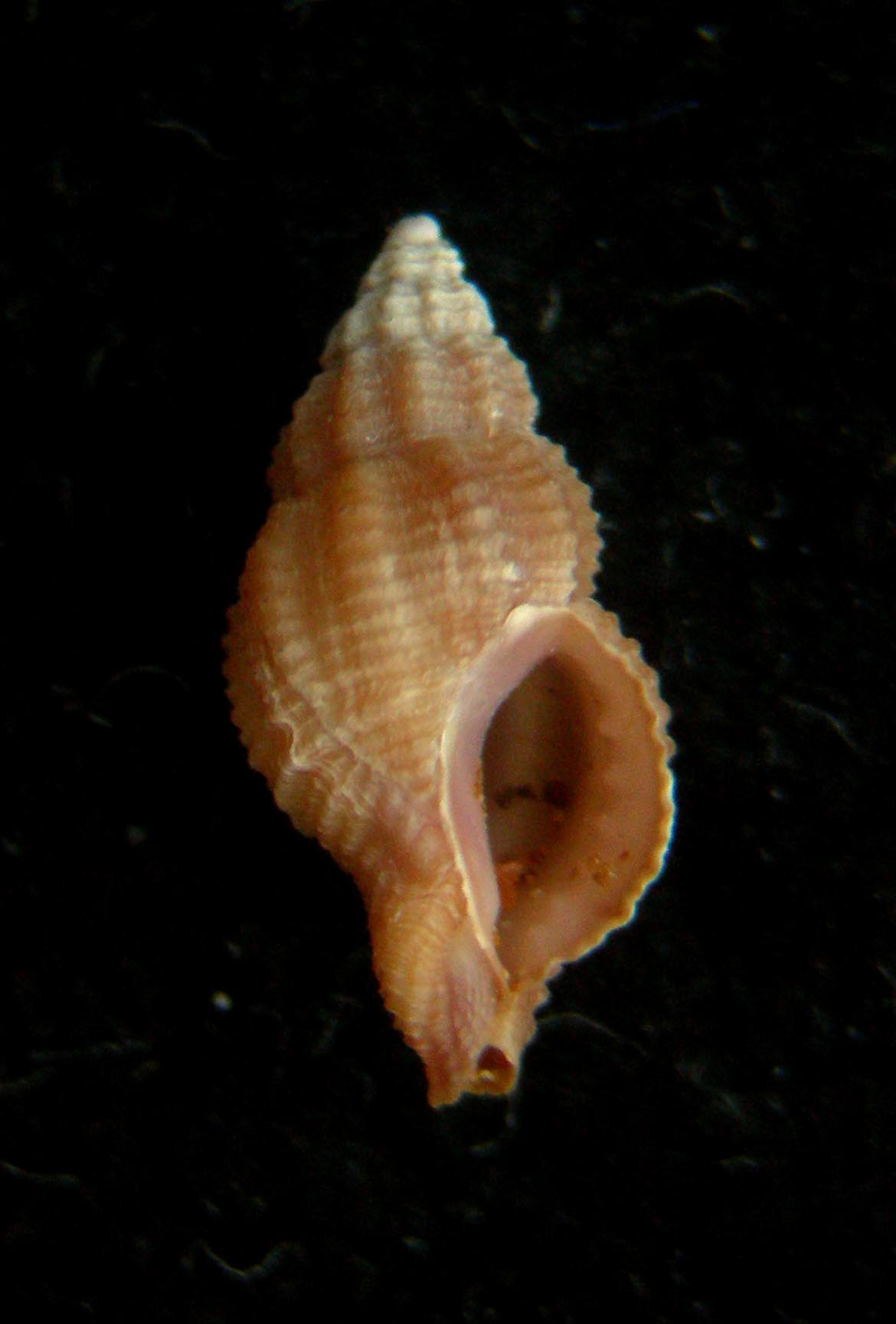 Ocinebrina aciculata